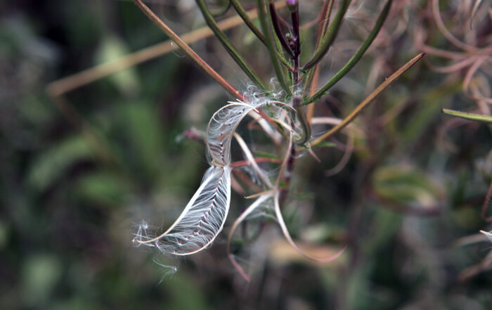 Online Seminar FLORAL TIME: How Artists Describe Plants by Joseph Walsh