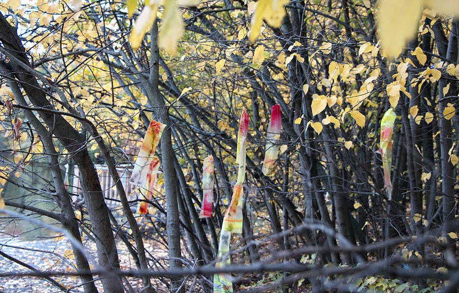 REVERSE METAMORPHOSIS by Gala Bell